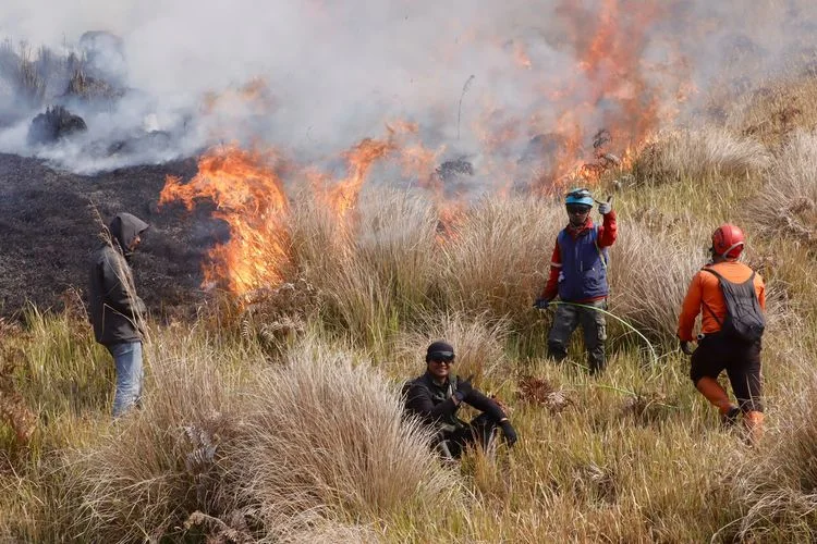 Kebakaran hutan dan lahan di Jawa Timur mencapai 10.835 hektare hingga Agustus 2026. WALHI Jatim menyoroti tata kelola hutan negara dan mendesak evaluasi pencegahan karhutla.